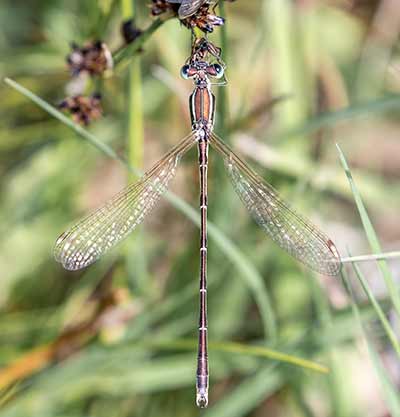 Migrant Spreadwing