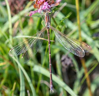 Migrant Spreadwing