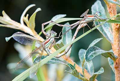 Migrant Spreadwing