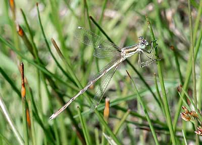 Migrant Spreadwing