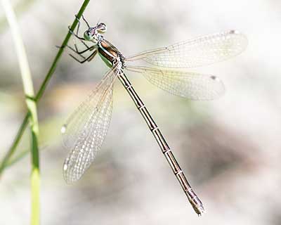 Migrant Spreadwing