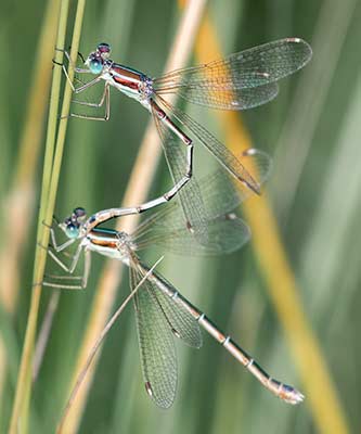 Migrant Spreadwing