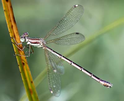 Migrant Spreadwing