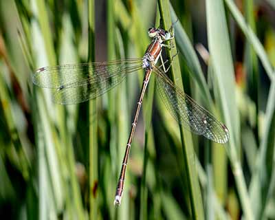 Migrant Spreadwing