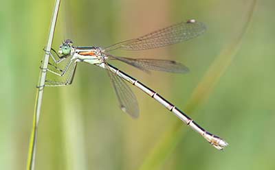 Migrant Spreadwing