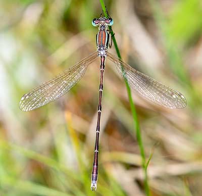 Migrant Spreadwing