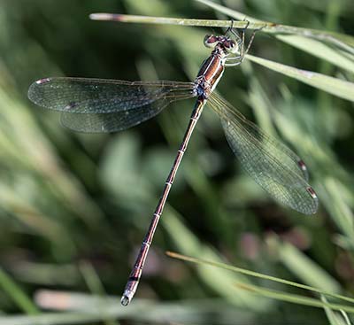 Migrant Spreadwing