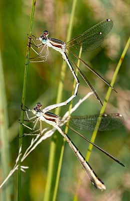 Migrant Spreadwing