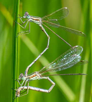 Migrant Spreadwing