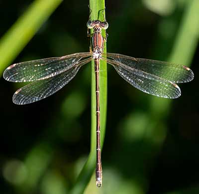 Migrant Spreadwing