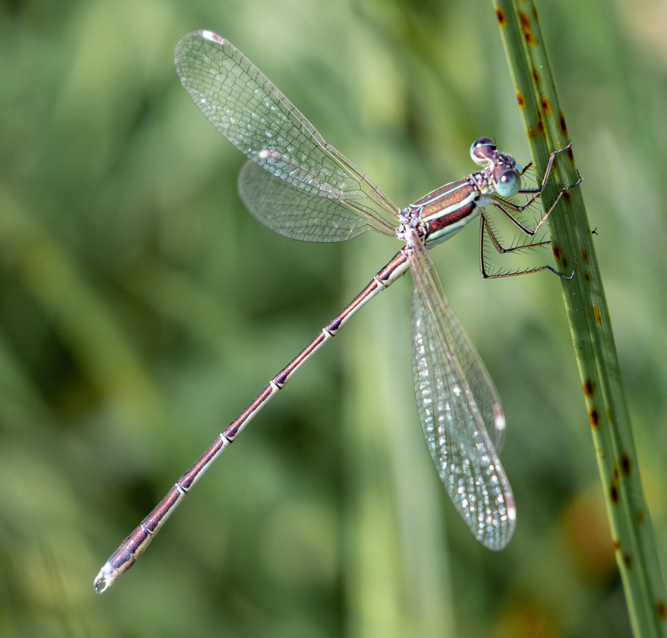 Migrant Spreadwing