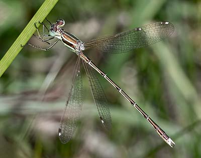 Migrant Spreadwing