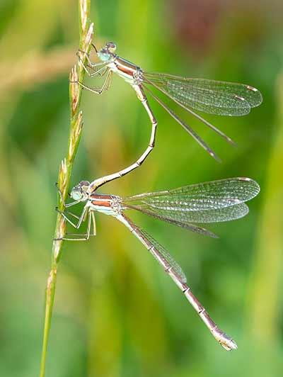 Migrant Spreadwing