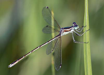 Migrant Spreadwing