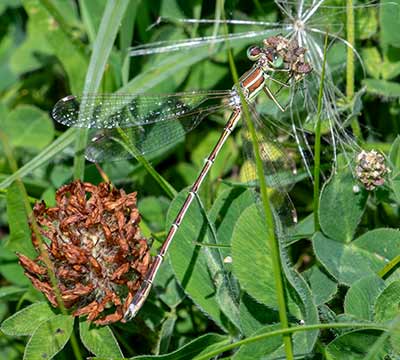 Migrant Spreadwing