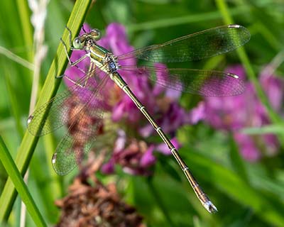 Migrant Spreadwing