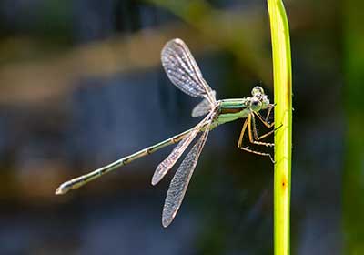 Migrant Spreadwing