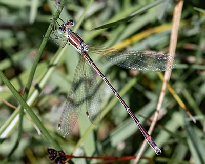 Migrant Spreadwing