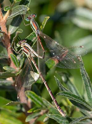 Migrant Spreadwing