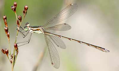 Migrant Spreadwing