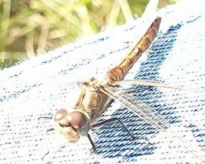 Moustached Darter