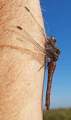 Moustached Darter
