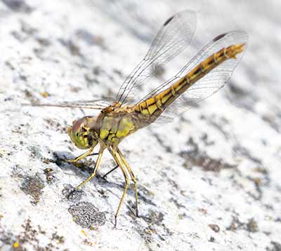 Moustached Darter