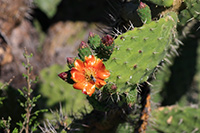 Prickley Pear Cactus sp.