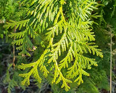 Northern White-Cedar