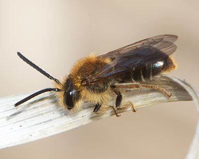 Orange-tailed Mining Bee