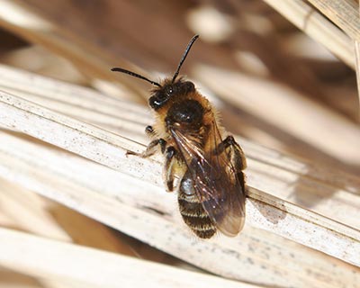 Orange-tailed Mining Bee