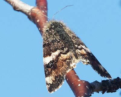 Orange Underwing