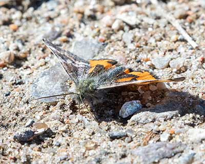 Orange Underwing