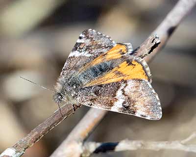 Orange Underwing