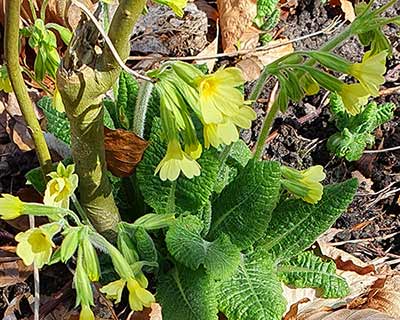 Oxlip