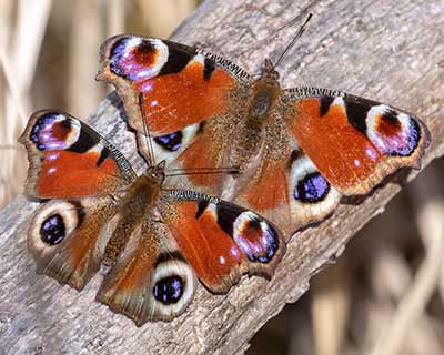 Peacock Butterfly