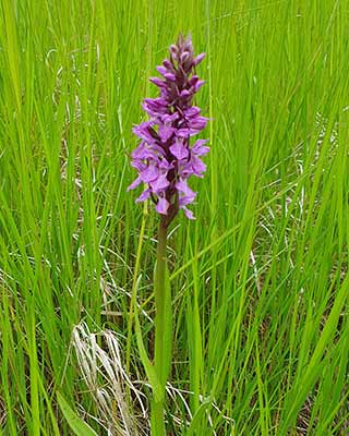 Broad-leaved Marsh Orchid