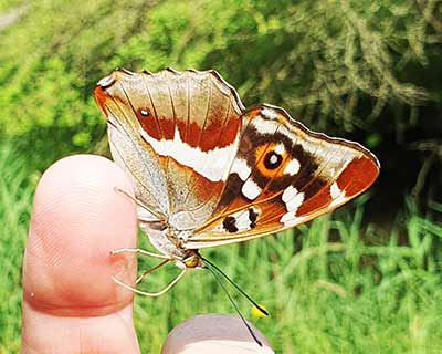 Purple Emperor