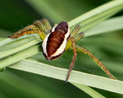 Raft Spider