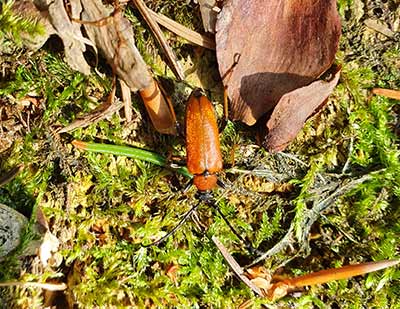 Red-brown Longhorn Beetle