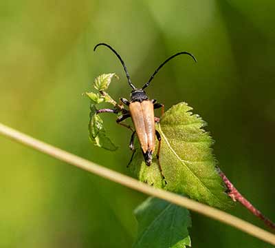 Red-brown Longhorn Beetle