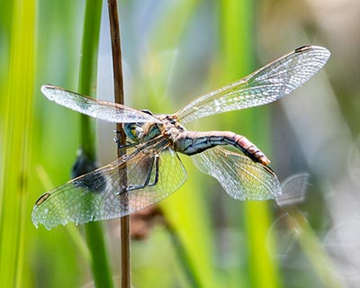 Red-veined Darter