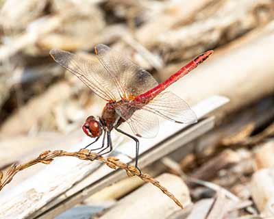 Red-veined Darter