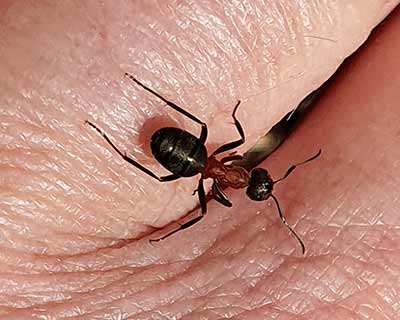 Red Wood Ant (group)