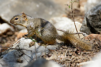 Ring-tailed Ground Squirrel