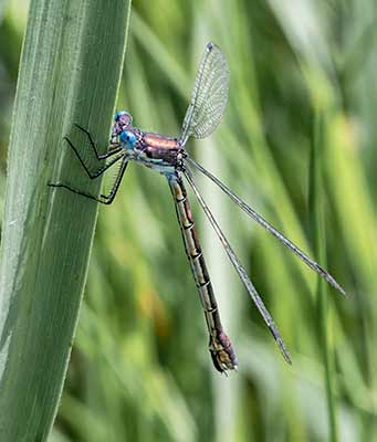 Robust Spreadwing