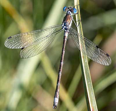 Robust Spreadwing