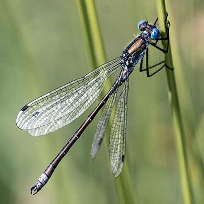 Robust Spreadwing