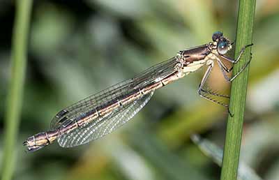 Robust Spreadwing