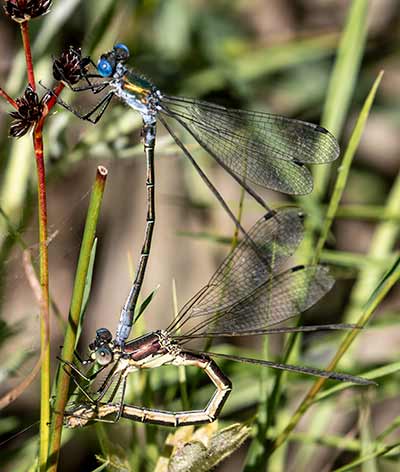 Robust Spreadwing